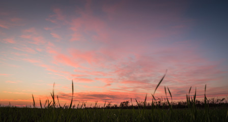 Sunset in field with small plants