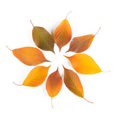 Obraz premium Beautiful Autumn Leaf Circle Background. Collection of Autumn