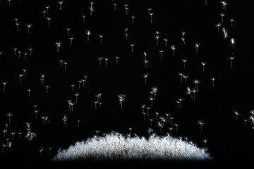 some dandelion seeds on black