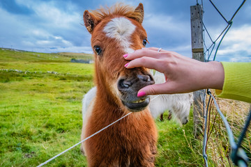 Shetland pony at Scotland, Shetland Islands