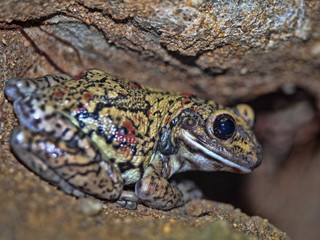 Black-spotted casque-headed tree frog, Trachycephalus nigromaculatus, sitting on savvy