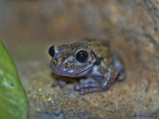 Black-spotted casque-headed tree frog, Trachycephalus nigromaculatus, sitting on savvy