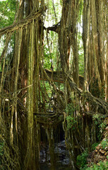 Banyan tree in the monkey forest, Ubud, Bali, Indonesia, Southeast Asia