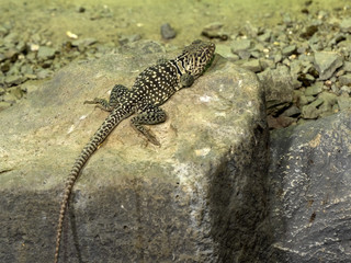 Spotted iguana Long-nosed Leopard Lizard, Gambelia wislizenii