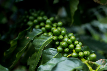 Green arabica coffee fruits on tree close up short and take under lighting sceen, Image present agriculture feel and can useful in document in seminar or  organic product package background