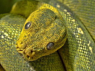 Portrait of Green Tree Python, Chondropython viridis