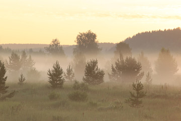 fog in the field at sunrise