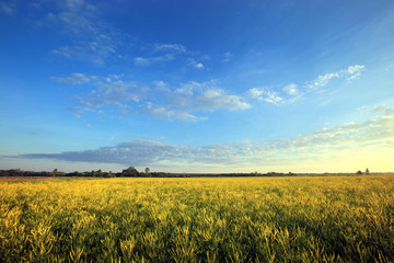 sunrise in summer field