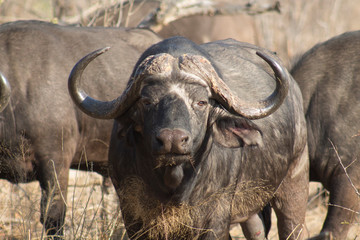 Obraz premium Buffalo