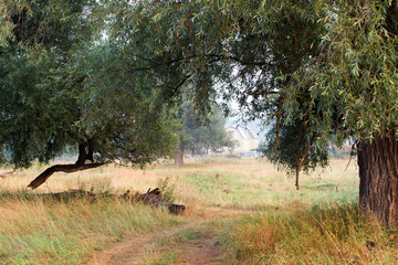 dirt road in the woods at dawn