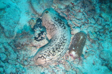 Favolose Fiji © androse