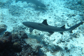 Favolose Fiji