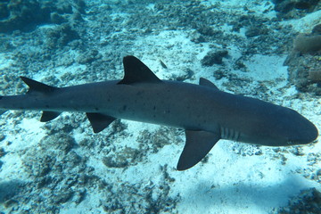 Obraz premium Favolose Fiji