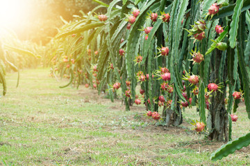 Dragon fruit on plant, Raw Pitaya fruit on tree, A pitaya or pitahaya is the fruit of several...