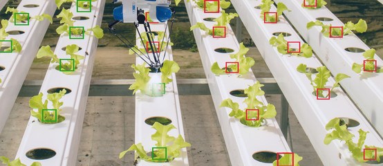 smart robotic in agriculture futuristic concept, robot farmers (automation) must be programmed to work to collect vegetable and fruit by using deep learning and object recognition technology