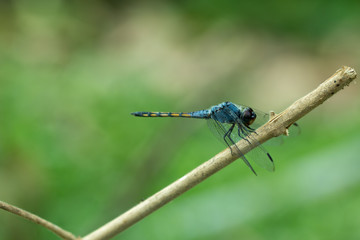 Close up of Blue dragonfly