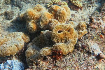 Favolose Fiji © androse