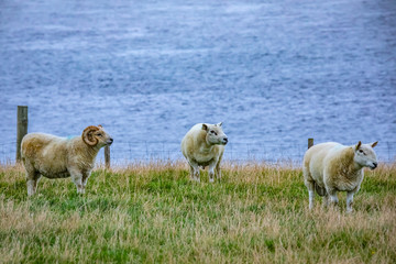 Fototapeta premium Shetland sheep at Shetland Islands
