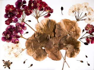 Photo of the herbarium of pelargonium. Pressed and dried Bush with geranium (pelargonium) flowers and leaves.