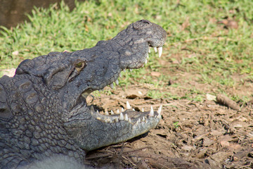 crocodile with open mouth