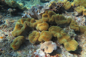 Favolose Fiji