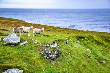 Shetland sheep at Shetland Islands