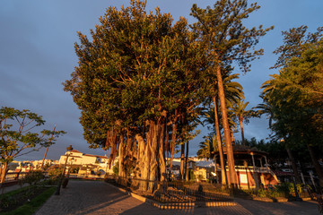 Fototapeta premium Views of the town of Icod de los Vinos, Tenerife, Canary Islands