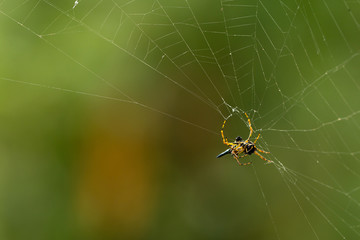 Spider on the web