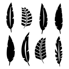 Set of bird feathers, vector illustration.