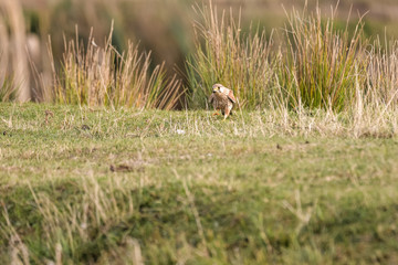 European kestrel catching a cricket in a field