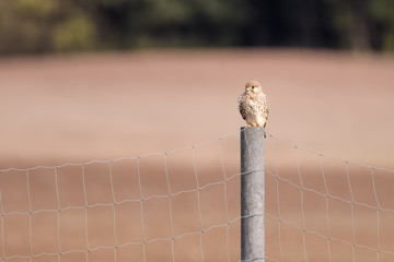 European kestrel sitting on a fence post