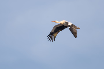 Fototapeta na wymiar European white stork flying in front of a blue sky