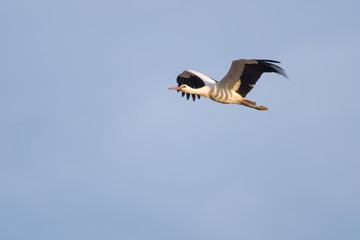 Fototapeta na wymiar European white stork flying in front of a blue sky