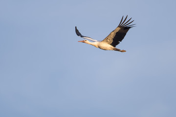 European white stork flying in front of a blue sky