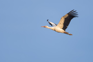 European white stork flying in front of a blue sky