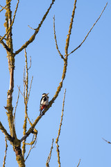 Great spotted woodpecker in a tree