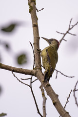Green woodpecker in a tree