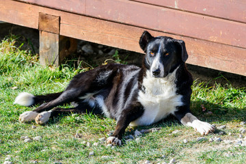 Wild dog in front of hut