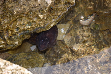 Murena del mediterraneo, Muraena helena