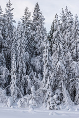 Wald im Winter in Schweden