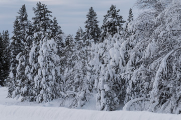 Wald im Winter in Schweden