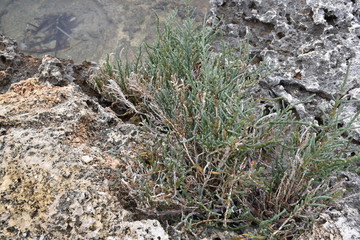 Naklejka na ściany i meble Salicornia strabilacea, pianta alofila del mediterraneo