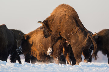 European bison - Bison bonasus in the Knyszyn Forest (Poland) © szczepank