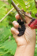 Naklejka na ściany i meble Nature of Mulberry on the tree fresh green in garden with hand of man keep fruit for eat.