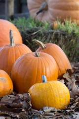 cosecha de calabazas naranja