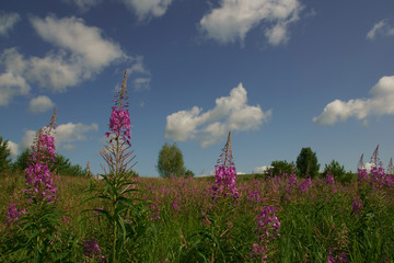 Цветы на поле