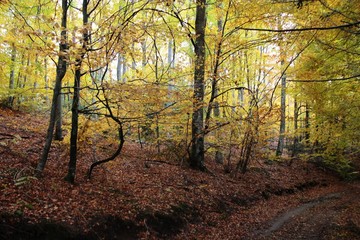 forêt en automne
