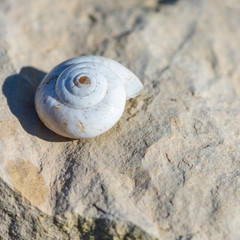 Snail House on a Stone Surface