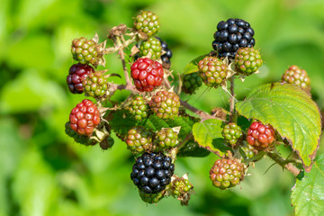 Blackberries at Various Stages of Maturity