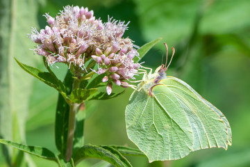 Brimstone Butterfly Sitting on a Blossom